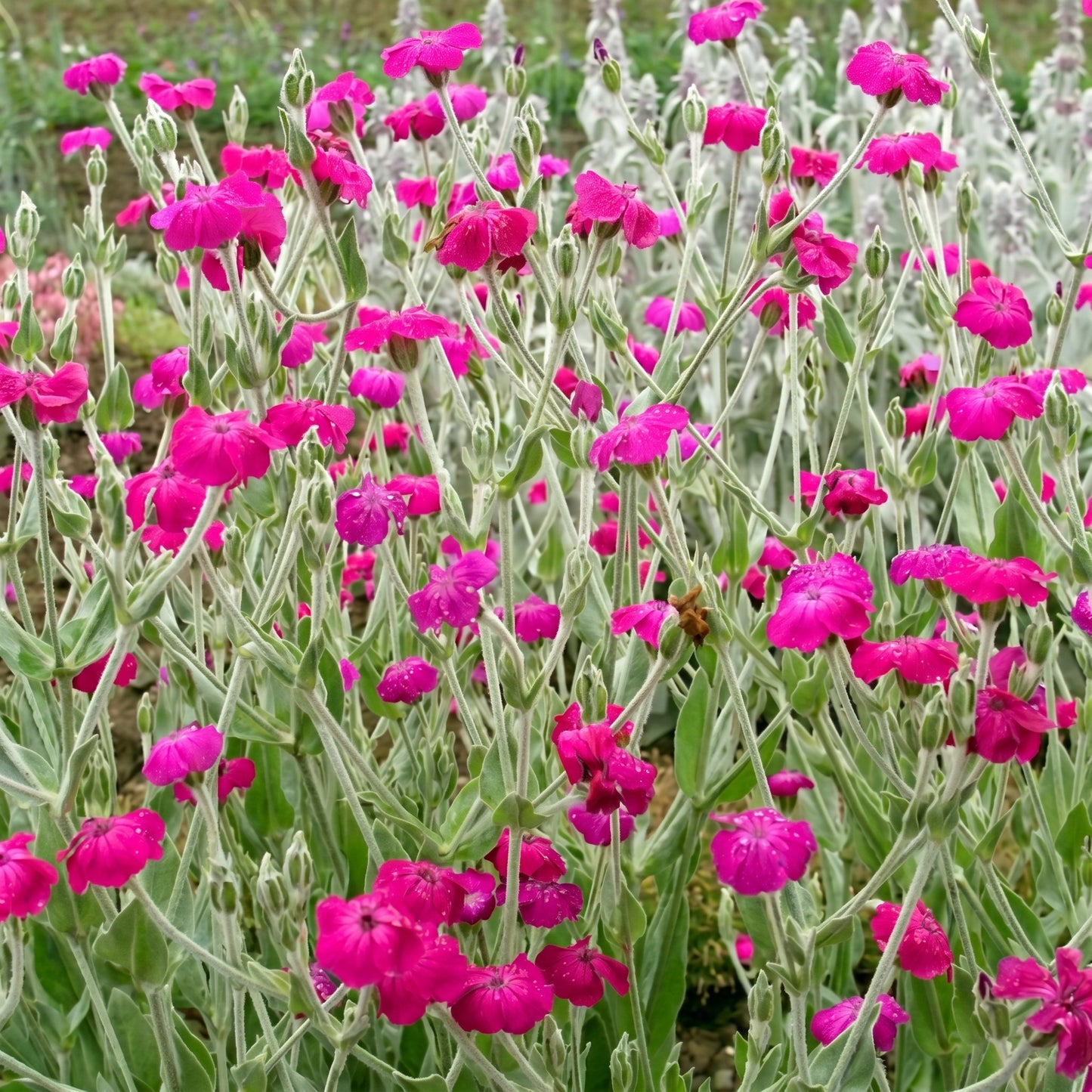 Rose Lychnis Seeds (Lychnis coronaria) Perennial Flower Plant
