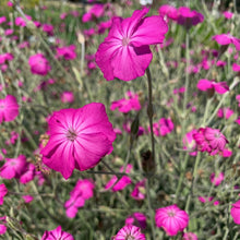 Rose Lychnis Seeds (Lychnis coronaria) Perennial Flower Plant
