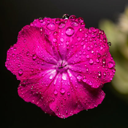 Rose Lychnis Seeds (Lychnis coronaria) Perennial Flower Plant