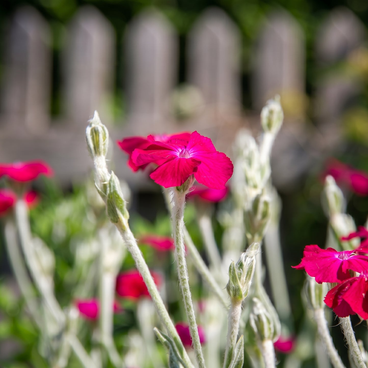 Rose Lychnis Seeds (Lychnis coronaria) Perennial Flower Plant