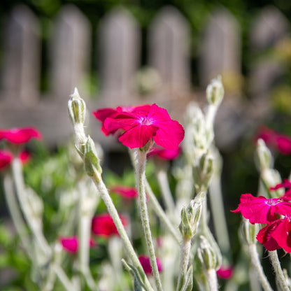 Rose Lychnis Seeds (Lychnis coronaria) Perennial Flower Plant