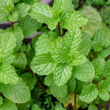 Mint Seeds Mentha Herb Plant Seeds