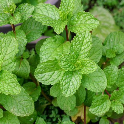 Mint Seeds Mentha Herb Plant Seeds