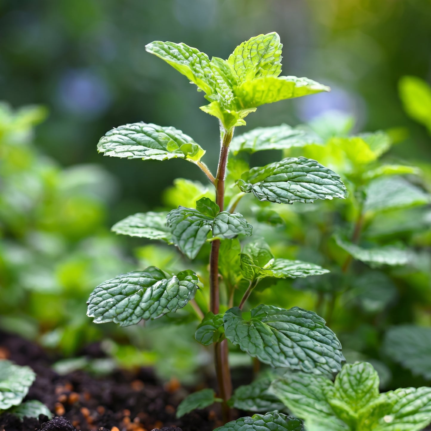 Mint Seeds Mentha Herb Plant Seeds