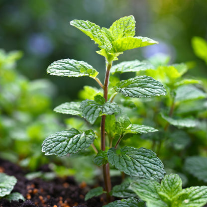 Mint Seeds Mentha Herb Plant Seeds