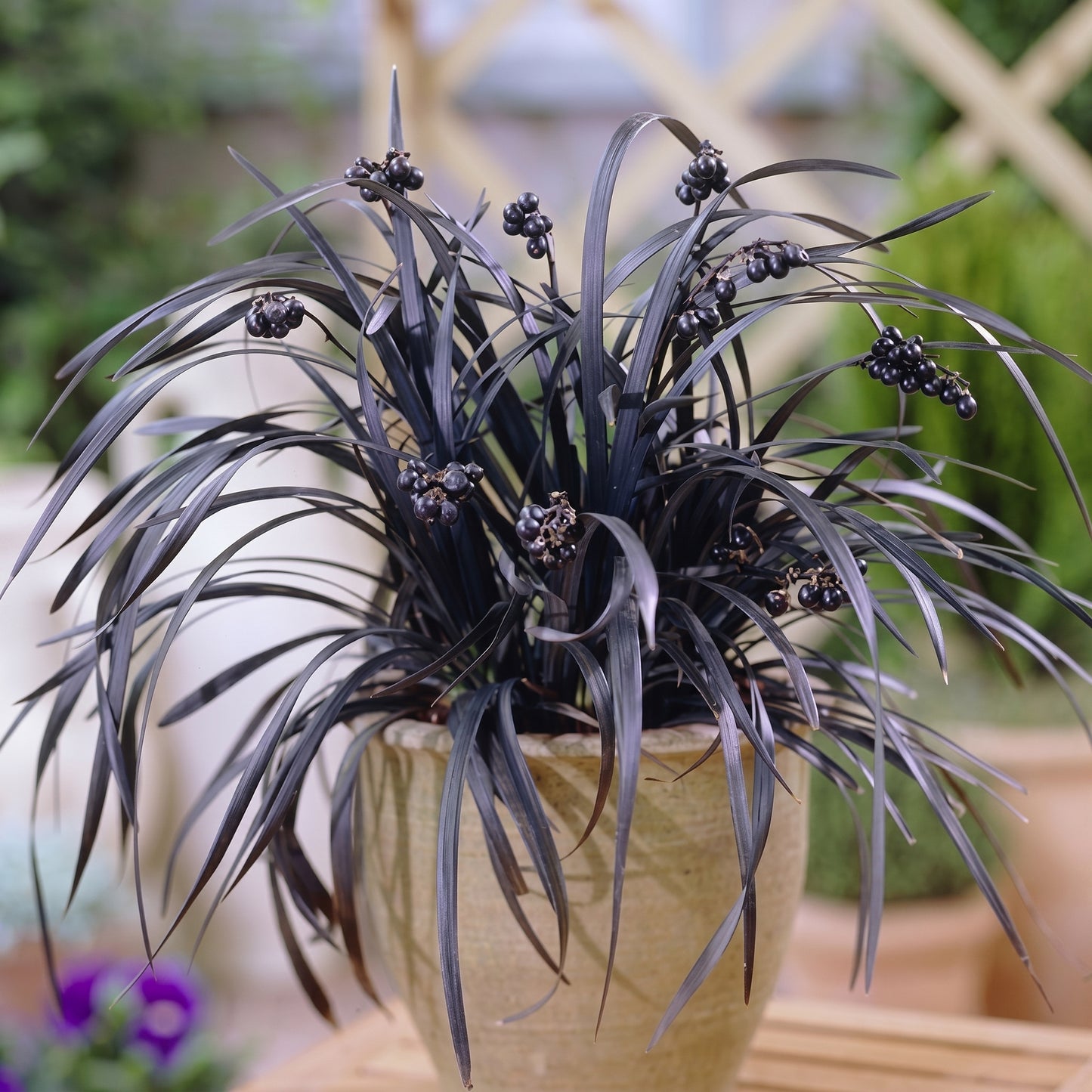 Black Mondo Grass Seeds Ophiopogon nigrescens Ornamental Grass Seeds