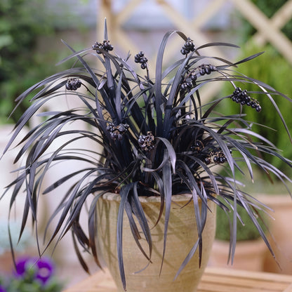 Black Mondo Grass Seeds Ophiopogon nigrescens Ornamental Grass Seeds
