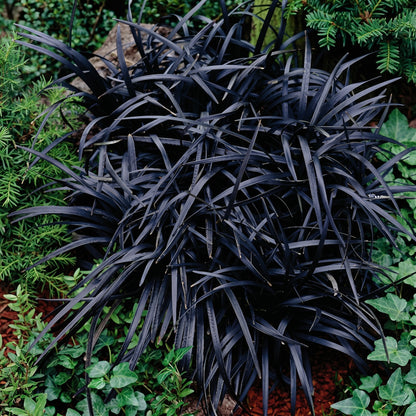 Black Mondo Grass Seeds Ophiopogon nigrescens Ornamental Grass Seeds