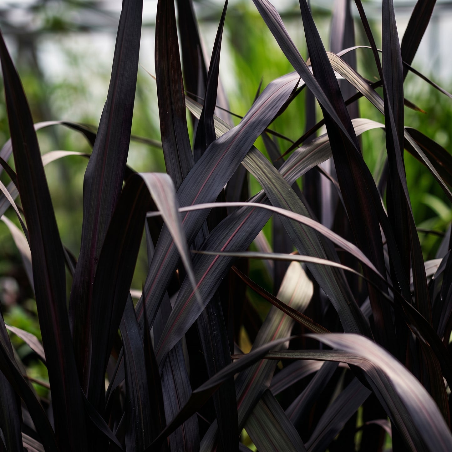 Black Mondo Grass Seeds Ophiopogon nigrescens Ornamental Grass Seeds