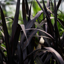 Black Mondo Grass Seeds Ophiopogon nigrescens Ornamental Grass Seeds