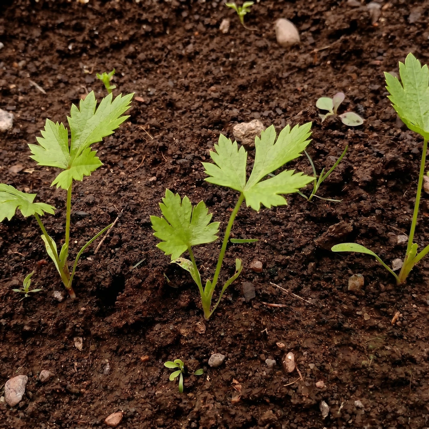 Parsnip Seeds Pastinaca sativa Root Vegetable Seeds