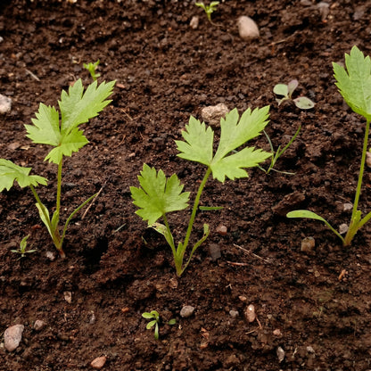 Parsnip Seeds Pastinaca sativa Root Vegetable Seeds