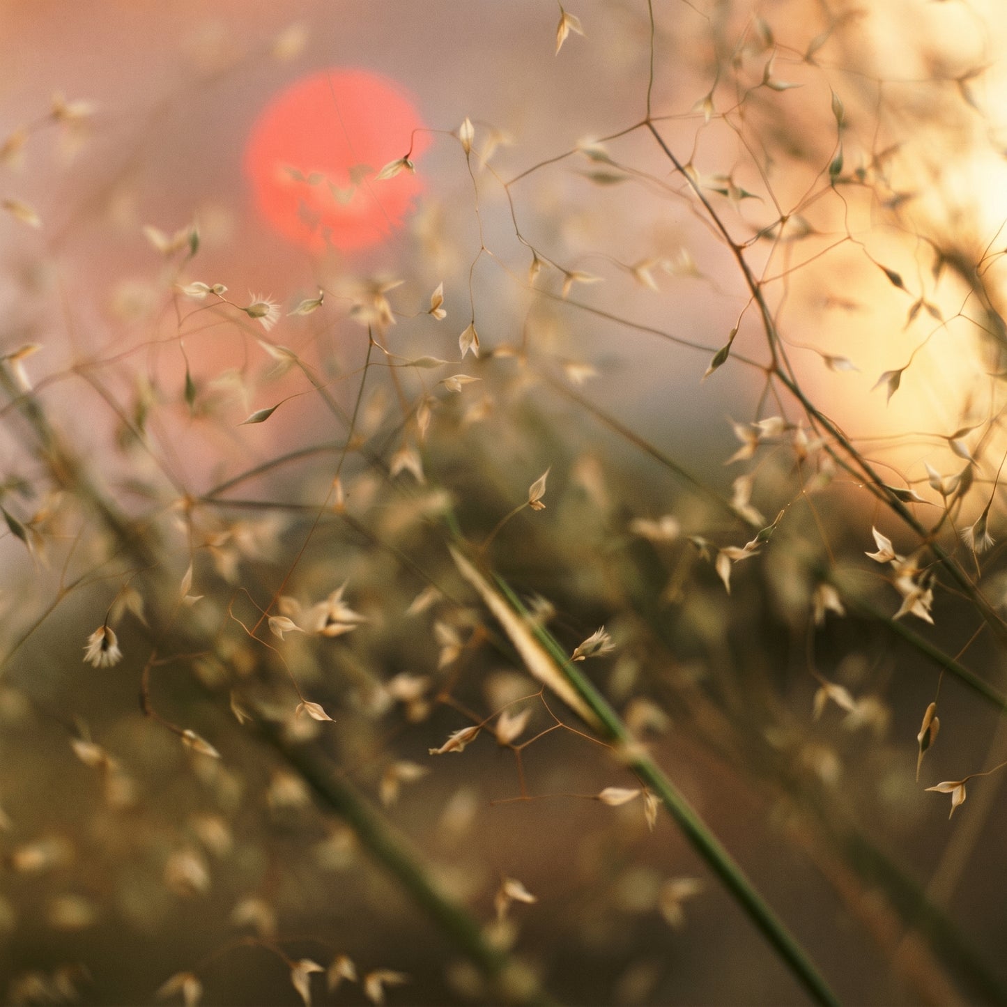 Indian Ricegrass Seeds Oryzopsis hymenoides Grain Grass Seeds