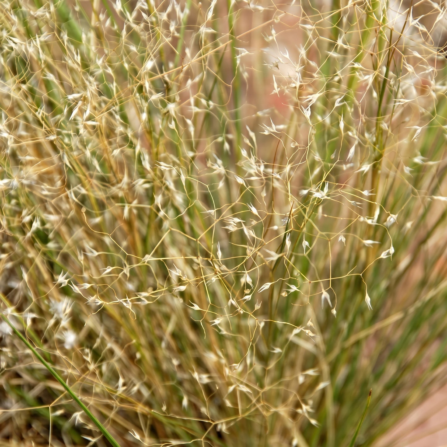 Indian Ricegrass Seeds Oryzopsis hymenoides Grain Grass Seeds