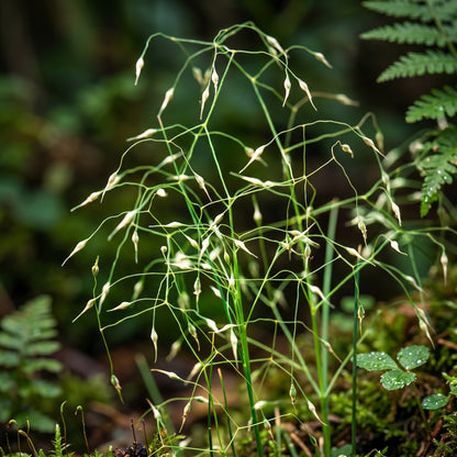 Indian Ricegrass Seeds Oryzopsis hymenoides Grain Grass Seeds