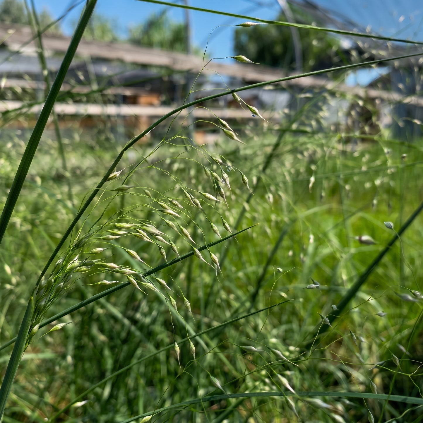 Indian Ricegrass Seeds Oryzopsis hymenoides Grain Grass Seeds
