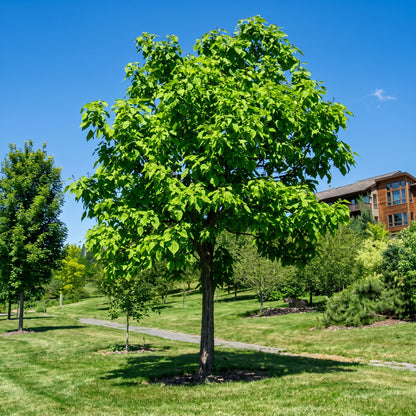 Catalpa Tree Seeds (Catalpa speciosa) Flowering Deciduous Tree