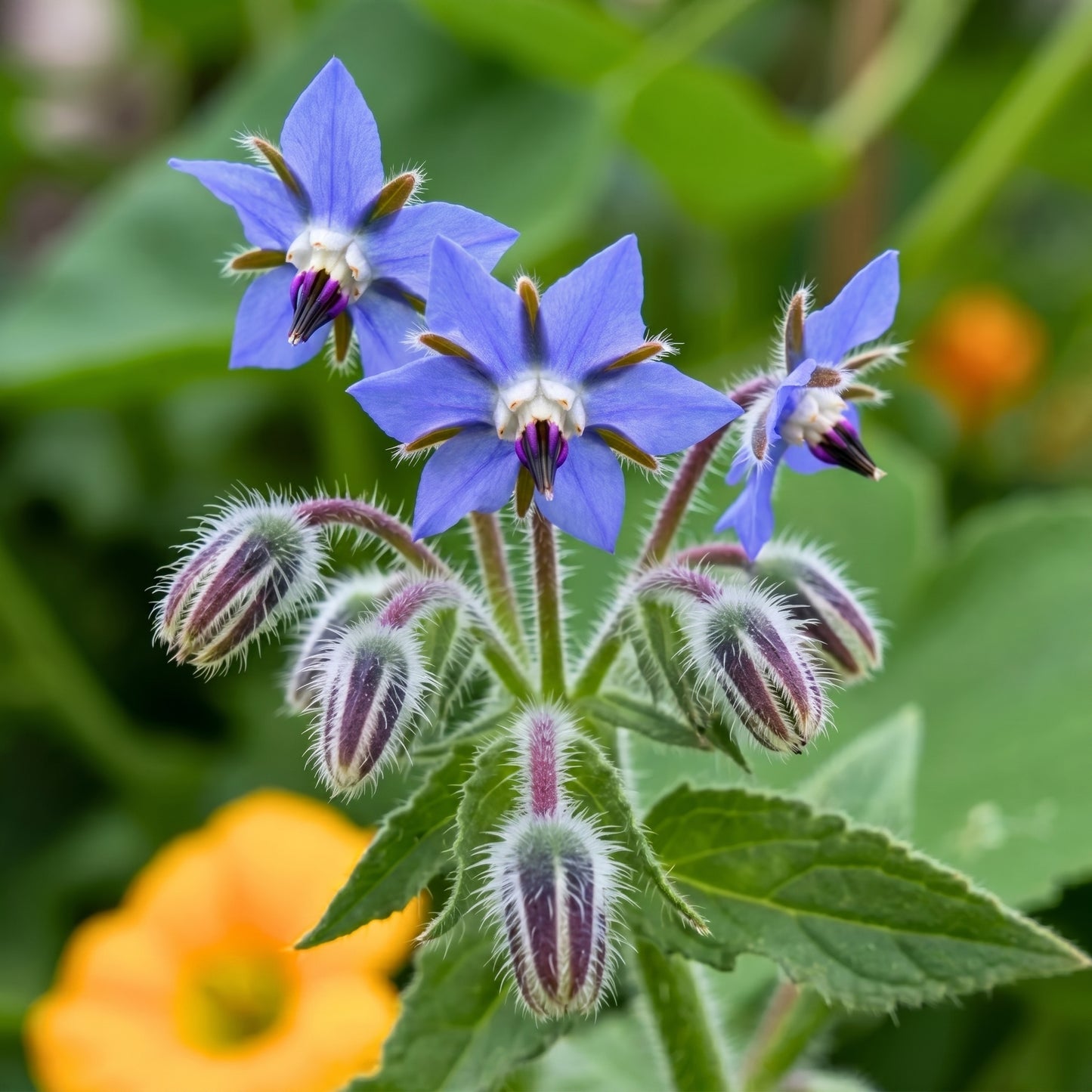 Borage Seeds (Borago officinalis) – Blue Star Flower Herb Seeds