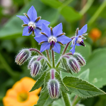 Borage Seeds (Borago officinalis) – Blue Star Flower Herb Seeds
