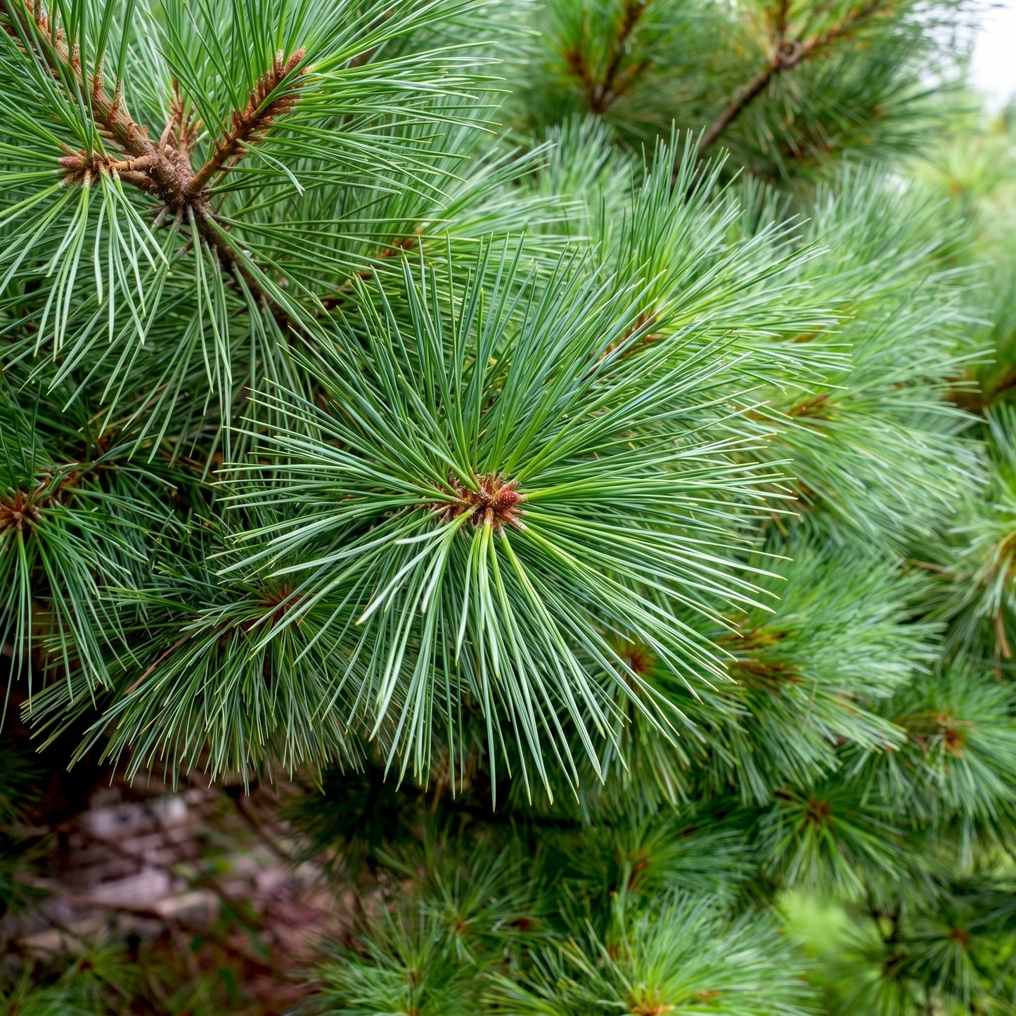 White Pine Tree Seeds (Pinus strobus) – Eastern White Pine Seeds