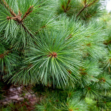 White Pine Tree Seeds (Pinus strobus) – Eastern White Pine Seeds