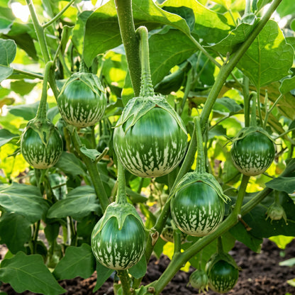 Eggplant Asian Mini Green F1 Seeds – Hybrid Eggplant Seeds for Home Garden