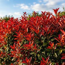 Red Robin Photinia Seeds Photinia fraseri – Red Leaf Evergreen Garden Plant Seeds for Planting