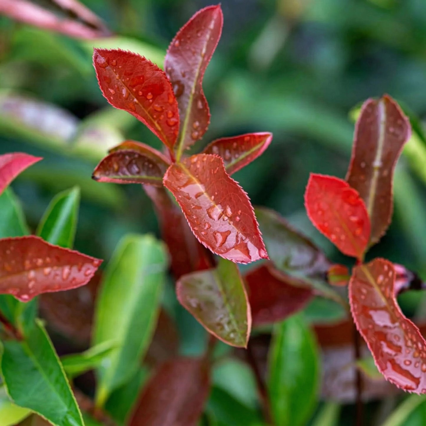 Red Robin Photinia Seeds Photinia fraseri – Red Leaf Evergreen Garden Plant Seeds for Planting