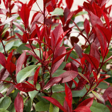 Red Robin Photinia Seeds Photinia fraseri – Red Leaf Evergreen Garden Plant Seeds for Planting