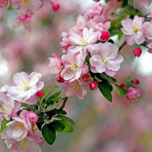 Chinese Flowering Crabapple Seeds Malus spectabilis – Flowering Landscape Tree Seeds for Garden Planting