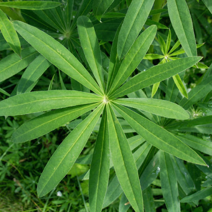 Russell Lupin Mixed Seeds Lupinus polyphyllus – Perennial Mixed Color Pollinator Garden Flower Seeds