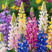 Russell Lupin Mixed Seeds Lupinus polyphyllus – Perennial Mixed Color Pollinator Garden Flower Seeds