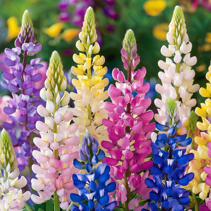 Russell Lupin Mixed Seeds Lupinus polyphyllus – Perennial Mixed Color Pollinator Garden Flower Seeds