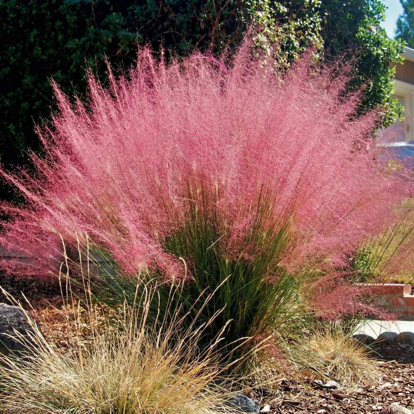 Purple Love Grass Seeds Eragrostis spectabilis – Perennial Garden Grass Seeds for Borders & Landscapes