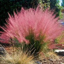 Purple Love Grass Seeds Eragrostis spectabilis – Perennial Garden Grass Seeds for Borders & Landscapes