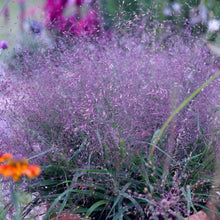 Purple Love Grass Seeds Eragrostis spectabilis – Perennial Garden Grass Seeds for Borders & Landscapes
