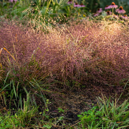 Purple Love Grass Seeds Eragrostis spectabilis – Perennial Garden Grass Seeds for Borders & Landscapes
