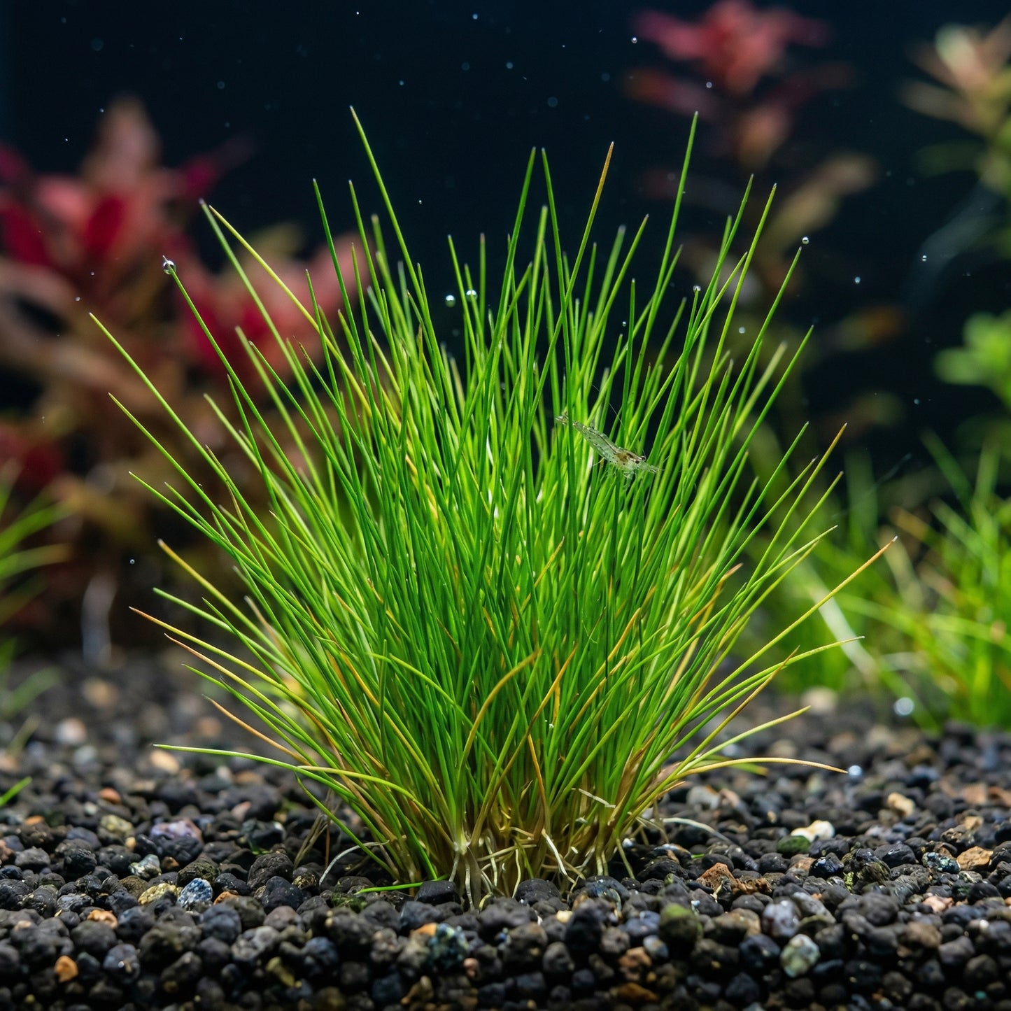 Aquarium Dwarf Hair Grass Seeds – Small Cow Hair Grass Seeds for Fish Tank Aquascape Carpet Planting