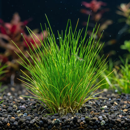Aquarium Dwarf Hair Grass Seeds – Small Cow Hair Grass Seeds for Fish Tank Aquascape Carpet Planting