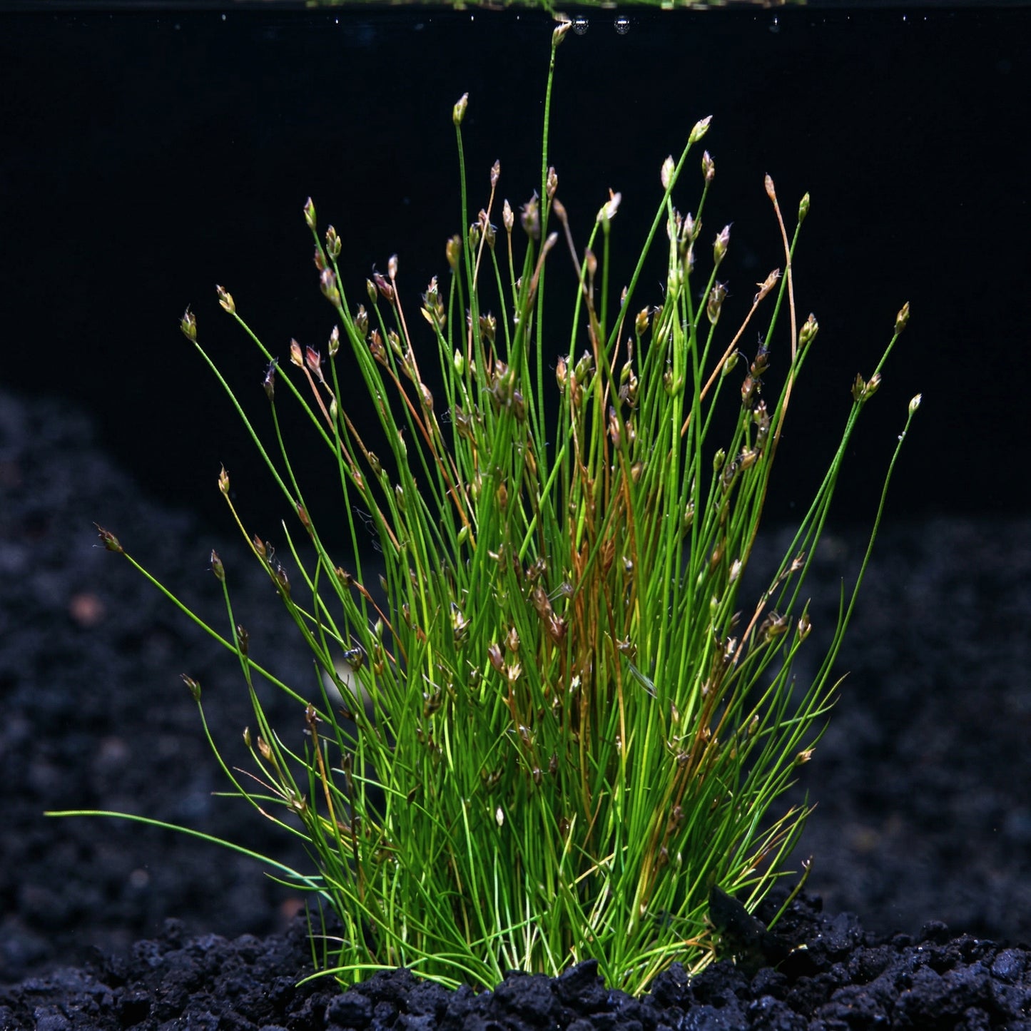 Aquarium Dwarf Hair Grass Seeds – Small Cow Hair Grass Seeds for Fish Tank Aquascape Carpet Planting