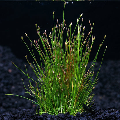 Aquarium Dwarf Hair Grass Seeds – Small Cow Hair Grass Seeds for Fish Tank Aquascape Carpet Planting