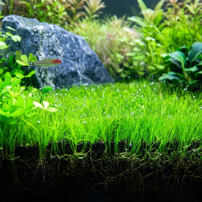 Aquarium Dwarf Hair Grass Seeds – Small Cow Hair Grass Seeds for Fish Tank Aquascape Carpet Planting