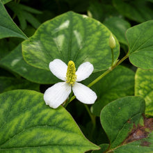Houttuynia cordata Live Plant – Fish Mint Heart Leaf Evergreen Garden Plant for Indoor & Outdoor Growing