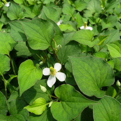 Houttuynia cordata Live Plant – Fish Mint Heart Leaf Evergreen Garden Plant for Indoor & Outdoor Growing