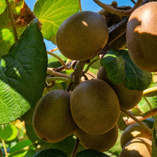 Golden Kiwi Seeds Actinidia chinensis – Fruit Vine Seeds for Home Garden & Trellis Planting