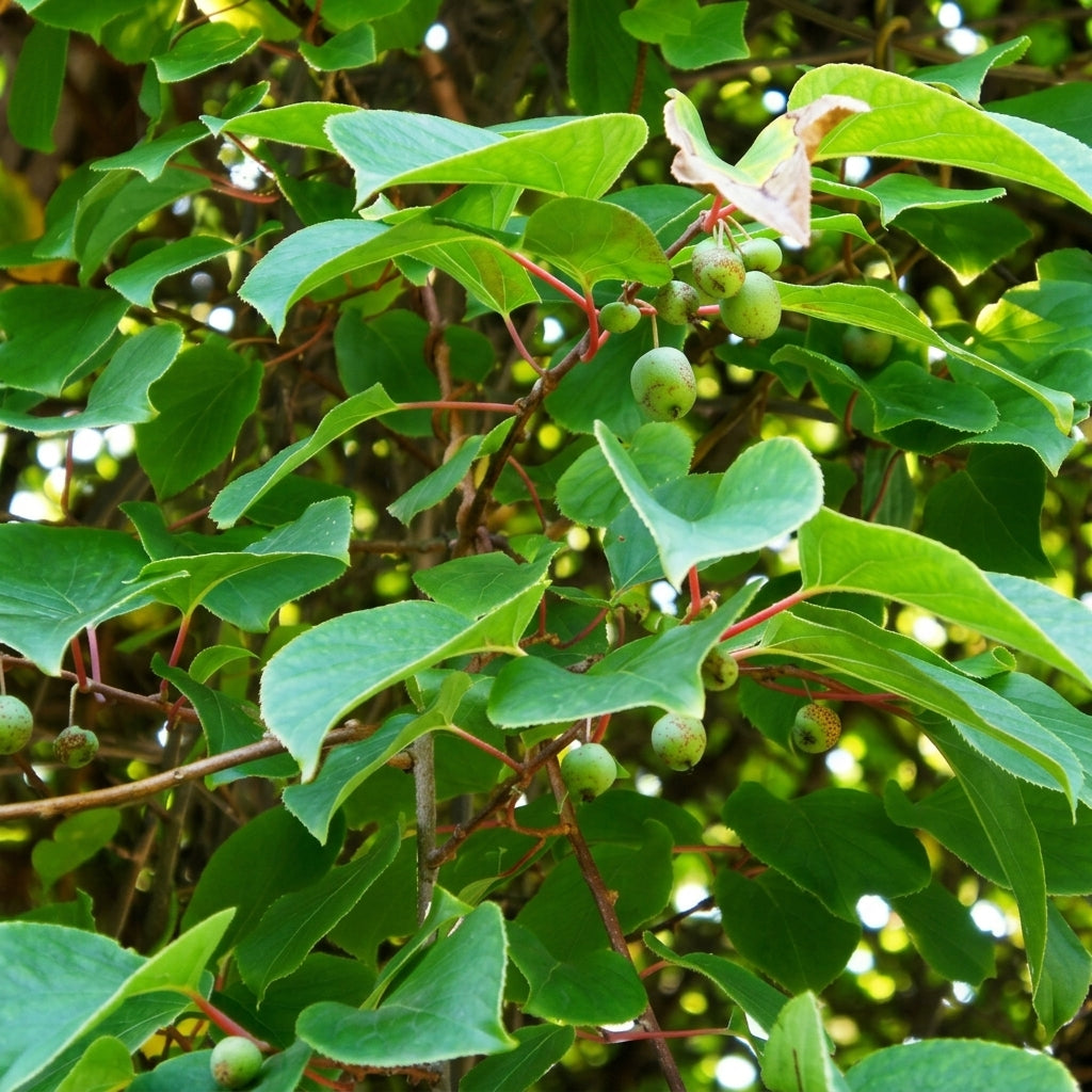 Golden Kiwi Seeds Actinidia chinensis – Fruit Vine Seeds for Home Garden & Trellis Planting