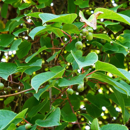 Golden Kiwi Seeds Actinidia chinensis – Fruit Vine Seeds for Home Garden & Trellis Planting