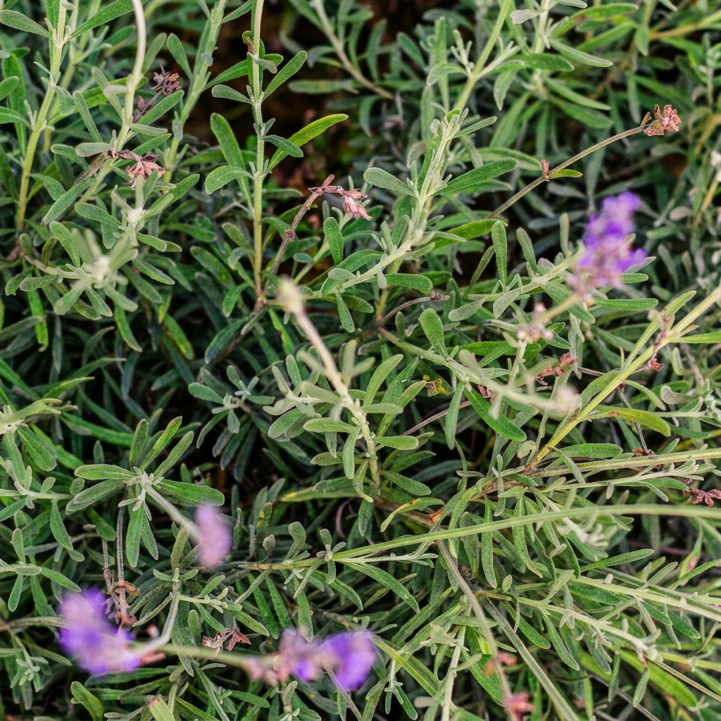 English Lavender Seeds Lavandula angustifolia – Fragrant Perennial Garden Plant Seeds for Planting