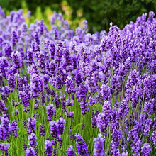 English Lavender Seeds Lavandula angustifolia – Fragrant Perennial Garden Plant Seeds for Planting
