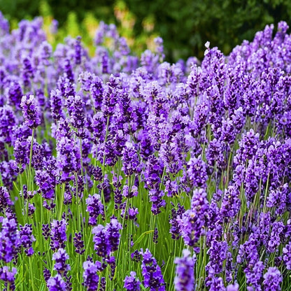 English Lavender Seeds Lavandula angustifolia – Fragrant Perennial Garden Plant Seeds for Planting